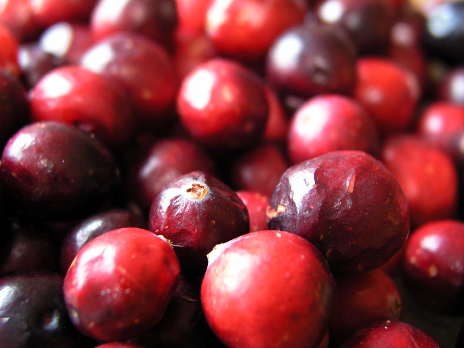 Rosa-Dip Meerrettich-Cranberry Auf dem Bild sind in Großaufnahme rote, reife Granberrys zu sehen.