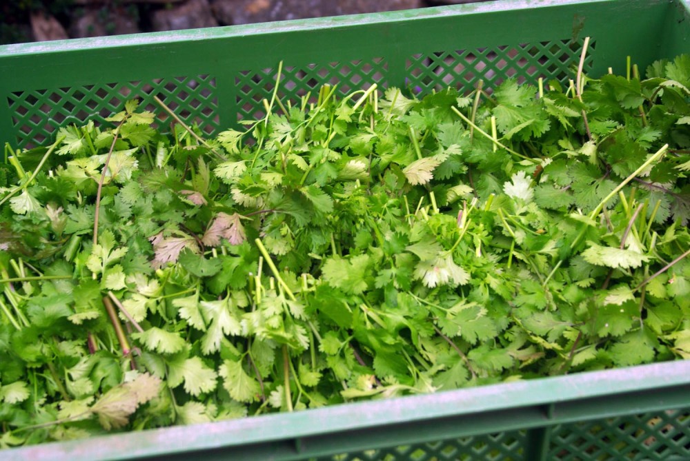 Zitronen-Koriander-Petersilien-Soße Rezept. In grüner Napf-Kiste liegt frischer grüner Koriander.