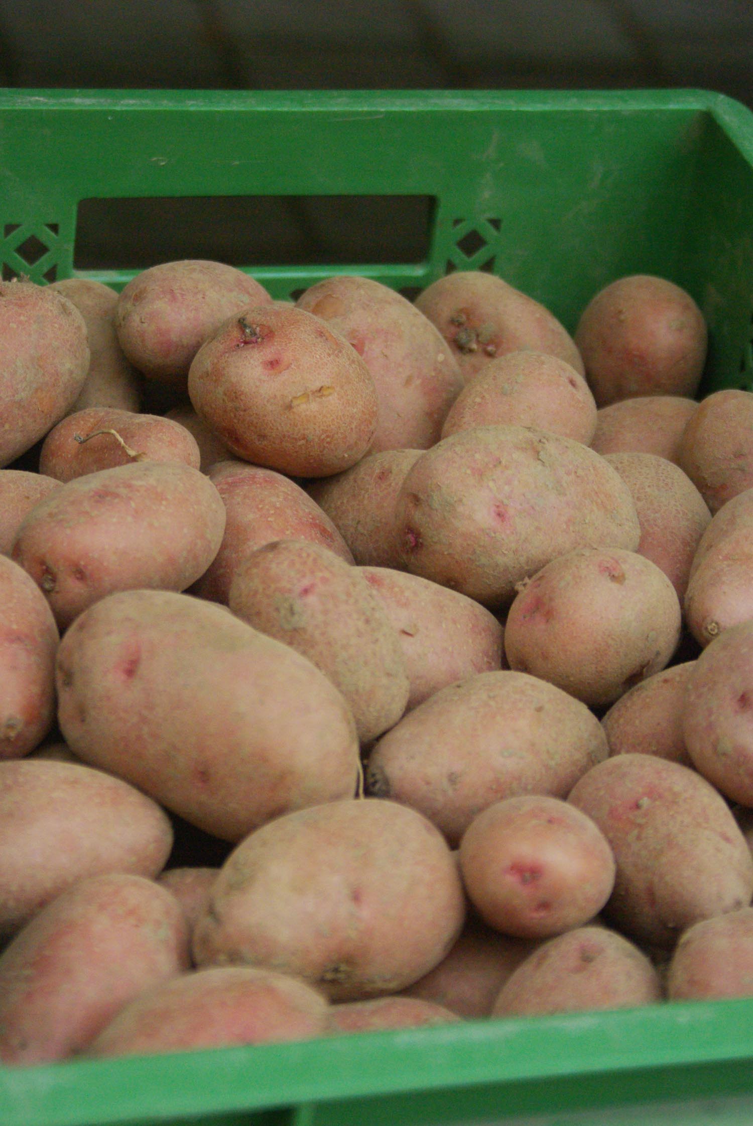 Bratkartoffeln. Auf dem Bild rotschalige Kartoffeln in einer grünen Kiste.