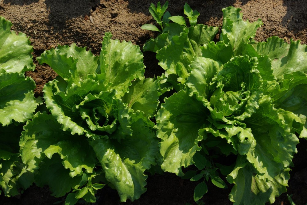 Salat-Vinaigrette mit Goldenem Schatz