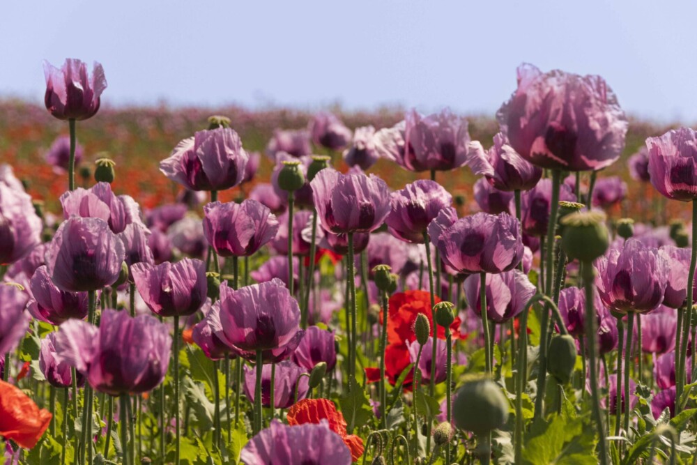 Mohnblüten in Unterfranken. Ein Feld mit lilafarbenen Mohnblüten. Dazwischen steht eine rote Blüte und davor einige Blütenstände. Im Hintergrund blauer Himmel.