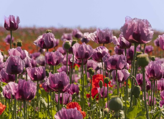 Mohnblüten in Unterfranken. Ein Feld mit lilafarbenen Mohnblüten. Dazwischen steht eine rote Blüte und davor einige Blütenstände. Im Hintergrund blauer Himmel.