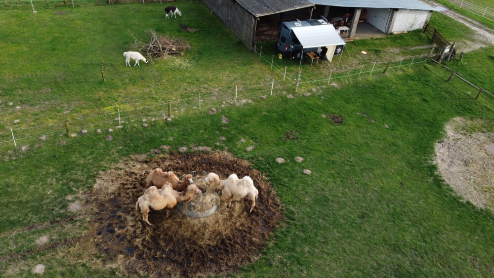 Kamele im Wendland. Luftaufnahme, zwei helle, ein dunkelbraunes Kamel am Heutrog inmitten grüner Wiese.