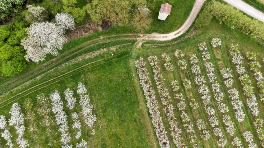 Kirschenblüte Witzenhausen. Luftaufnahme. In Reihen stehende Kirschbäume, die in zartem Weiß blühen. Daran führt ein Weg vorbei mit einer Hütte an der Biegung.